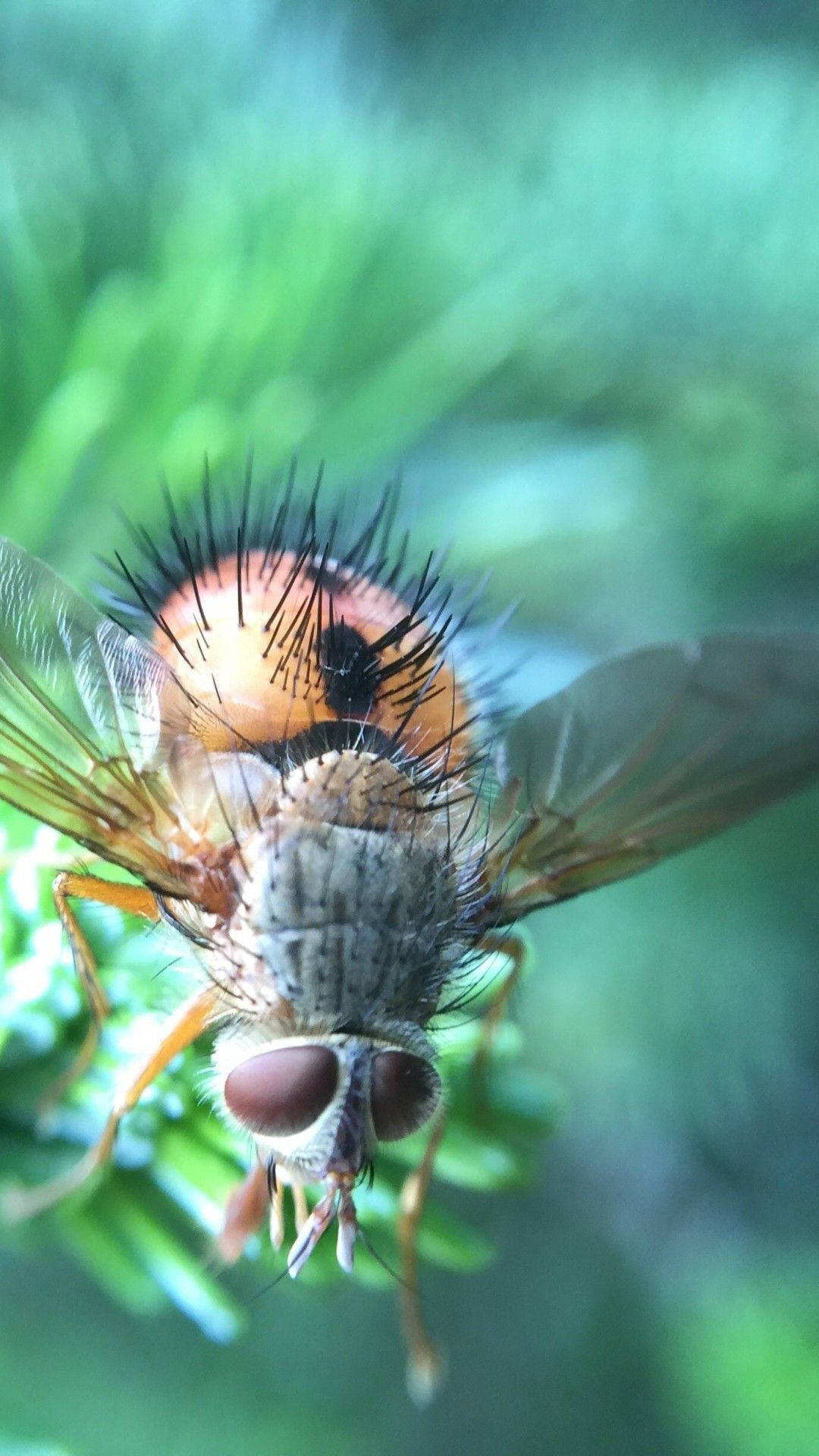 Tachinid Fly Background