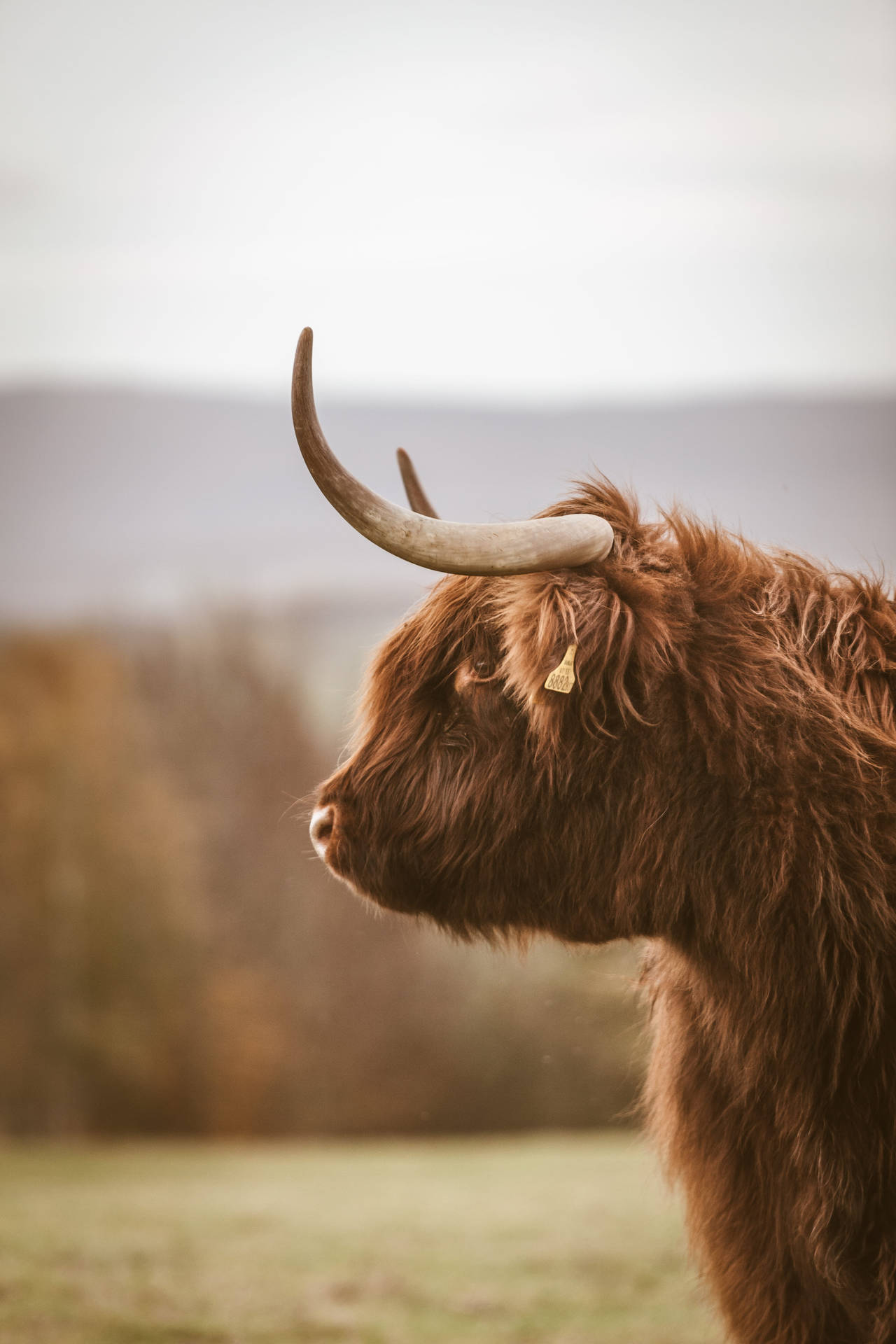 Tagged Highland Ox Background