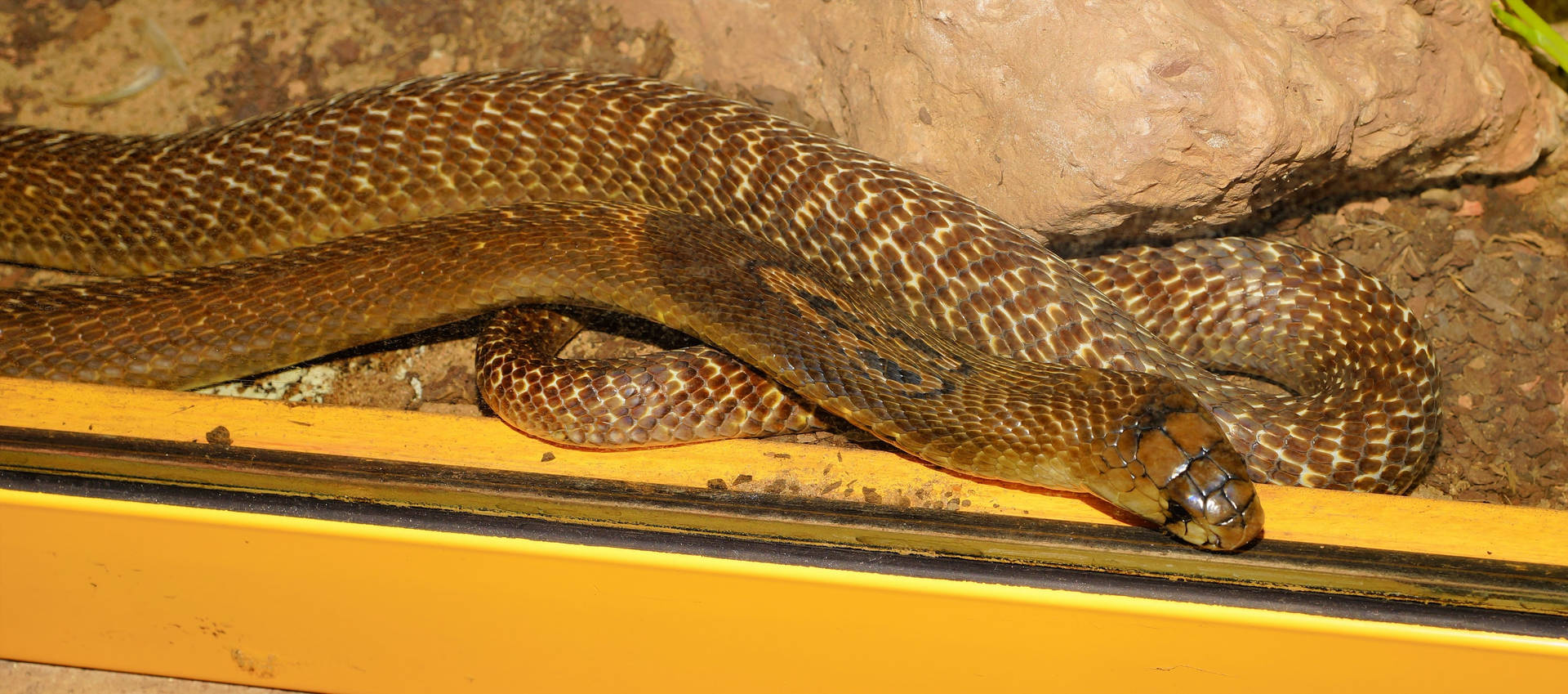 Taipan Snake In Aquarium