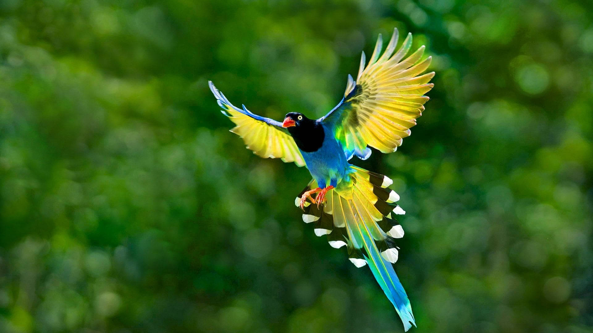 Taiwan Blue Magpie