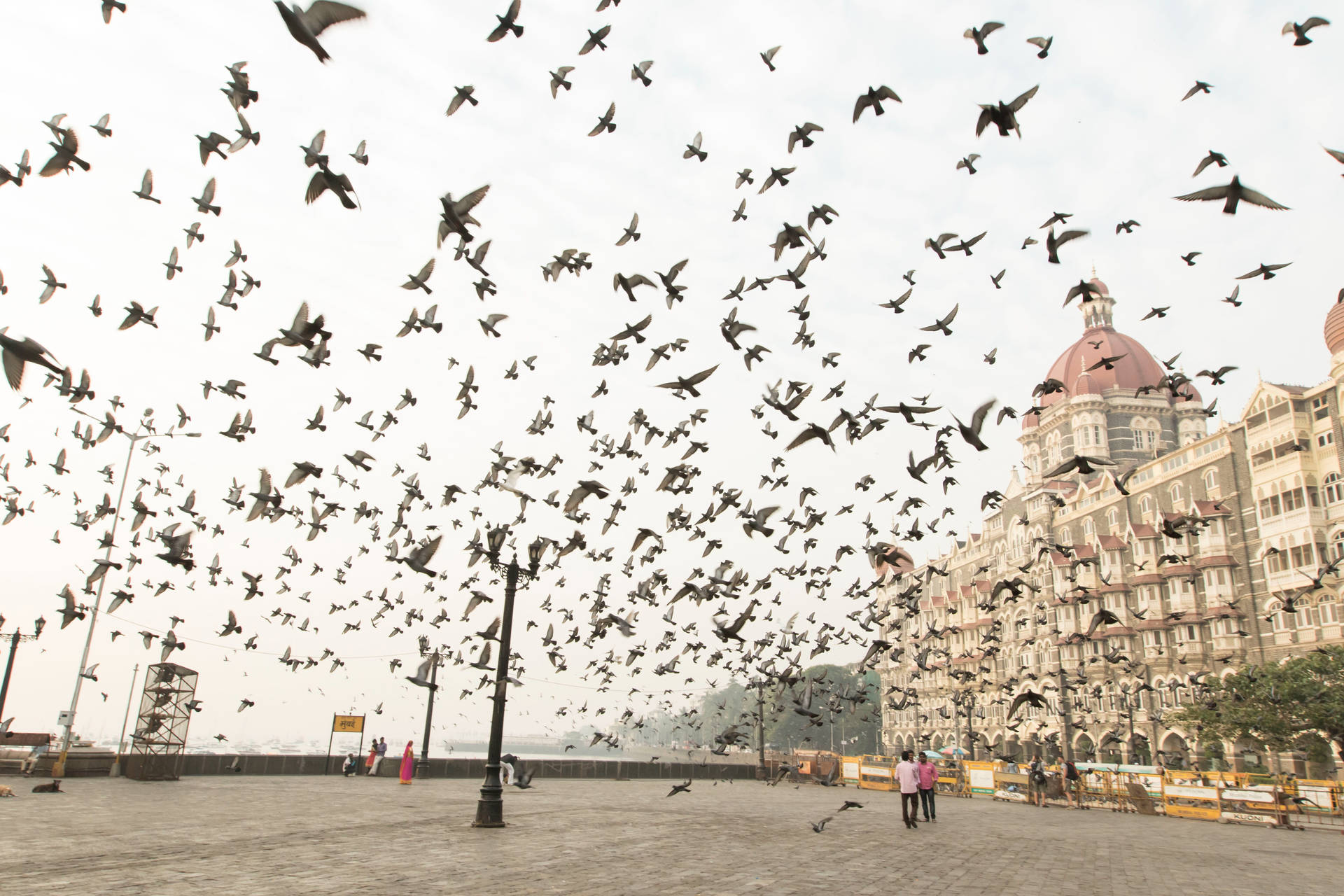 Taj Mahal Palace Mumbai Pigeons