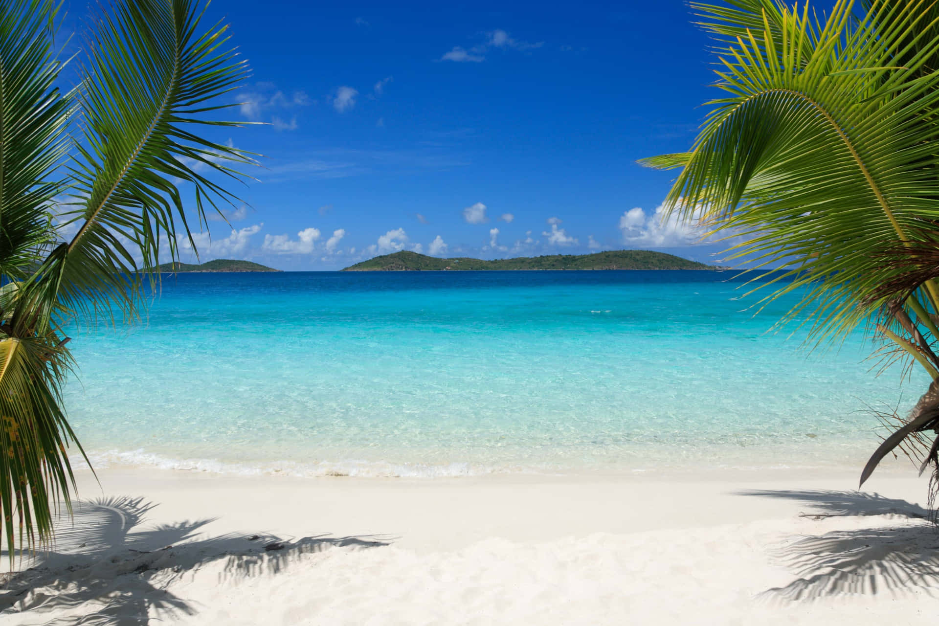 Take A Break And Relax On The Palm Tree Beach! Background