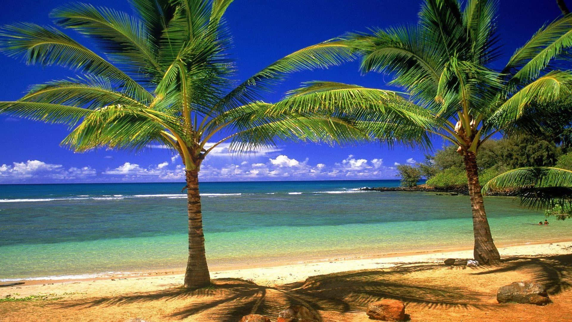 Take A Break From Reality And Relax At Palm Tree Beach Background
