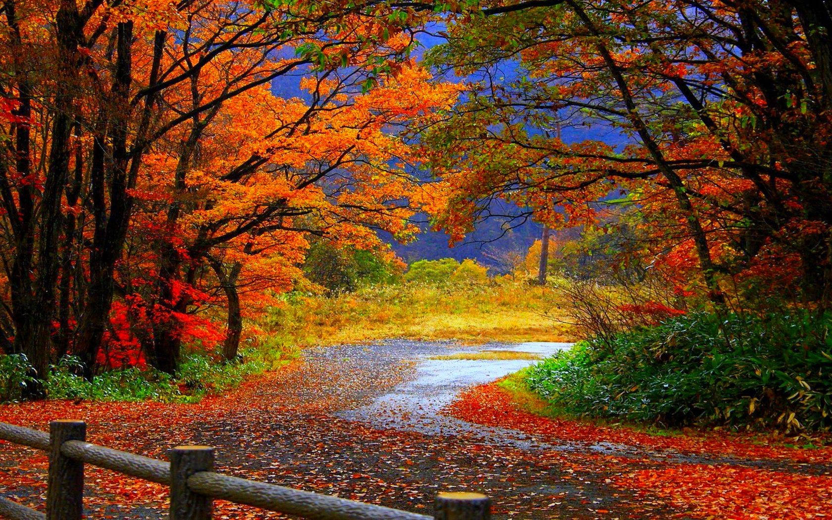 Take A Breathtaking Walk Down The Country Road During Fall Background