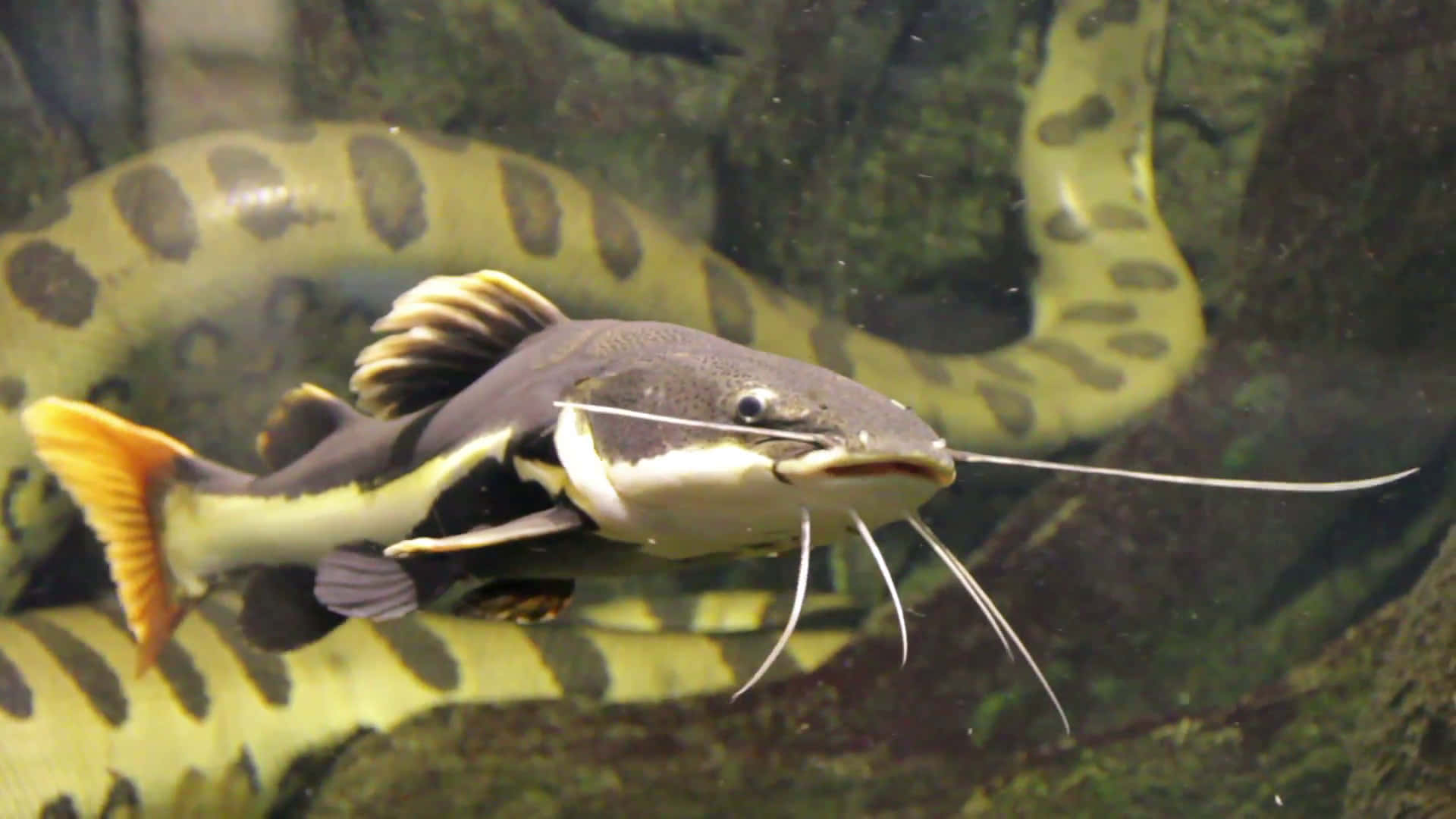 Take A Dip In The Waters For A Catfish Catch Background