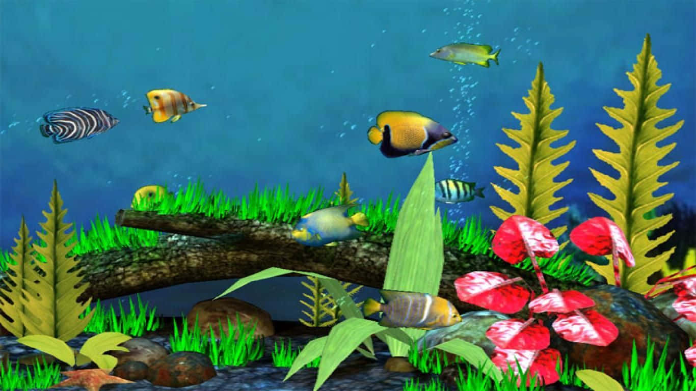 Take A Dip With Live Fish Background