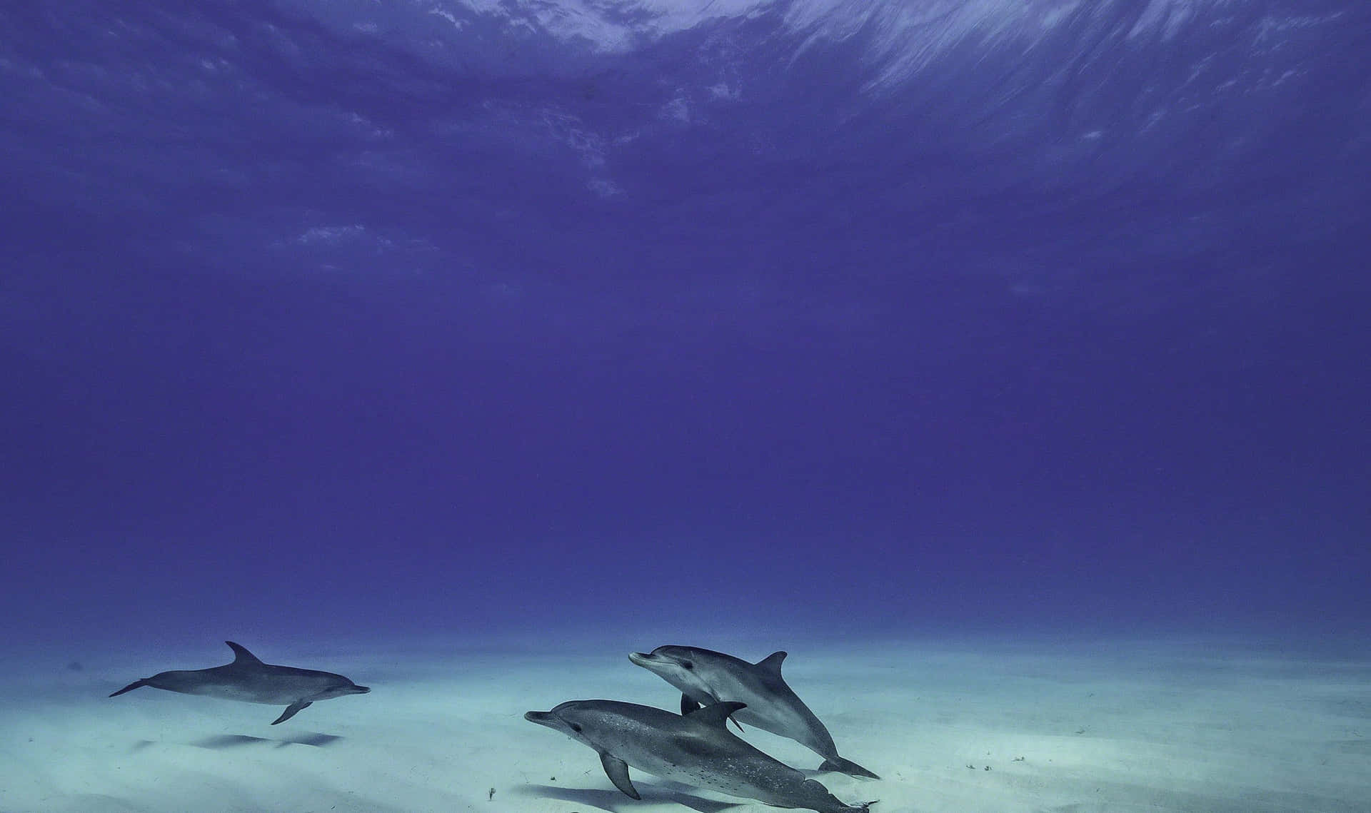 Take A Dip With This Cool Dolphin Background