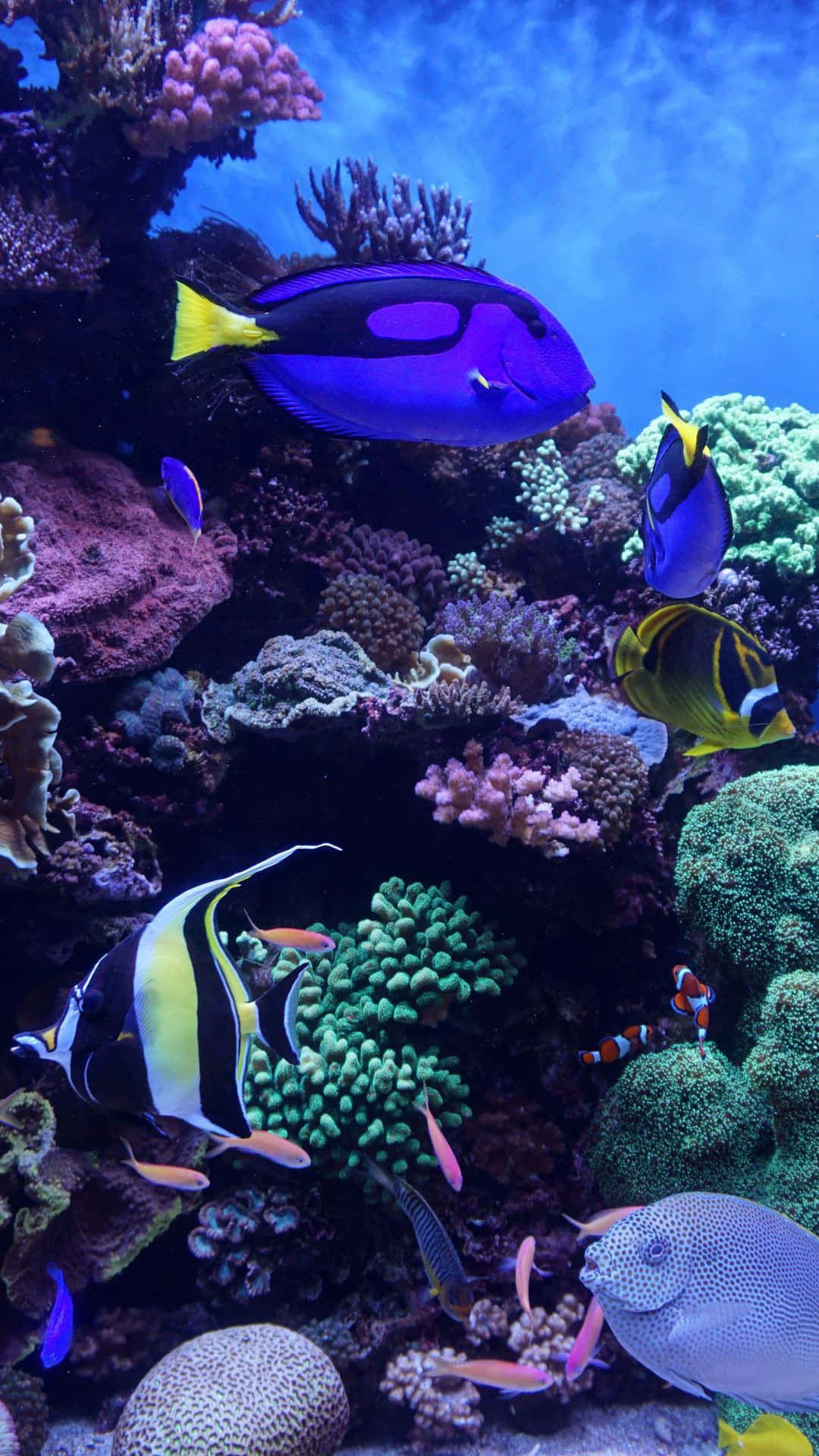 Take A Dive Into The Beauty Of An Aquarium Background