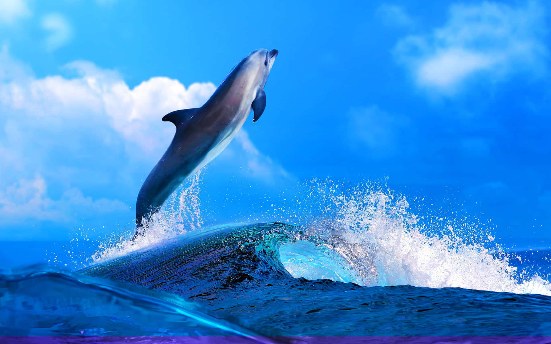 Take A Dive With This Cool Dolphin! Background