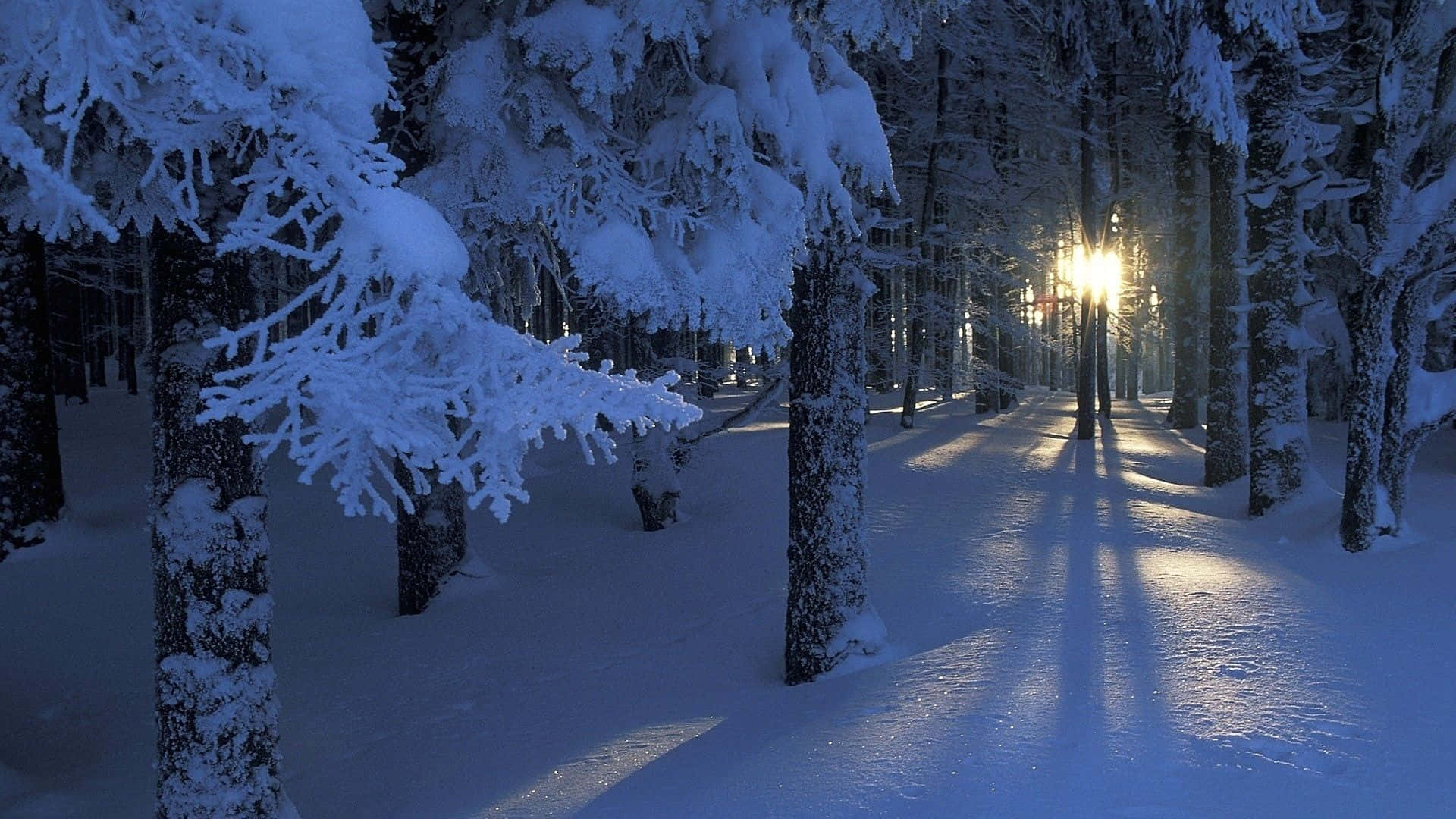 Take A Journey Through The Majestic Winter Forest Background