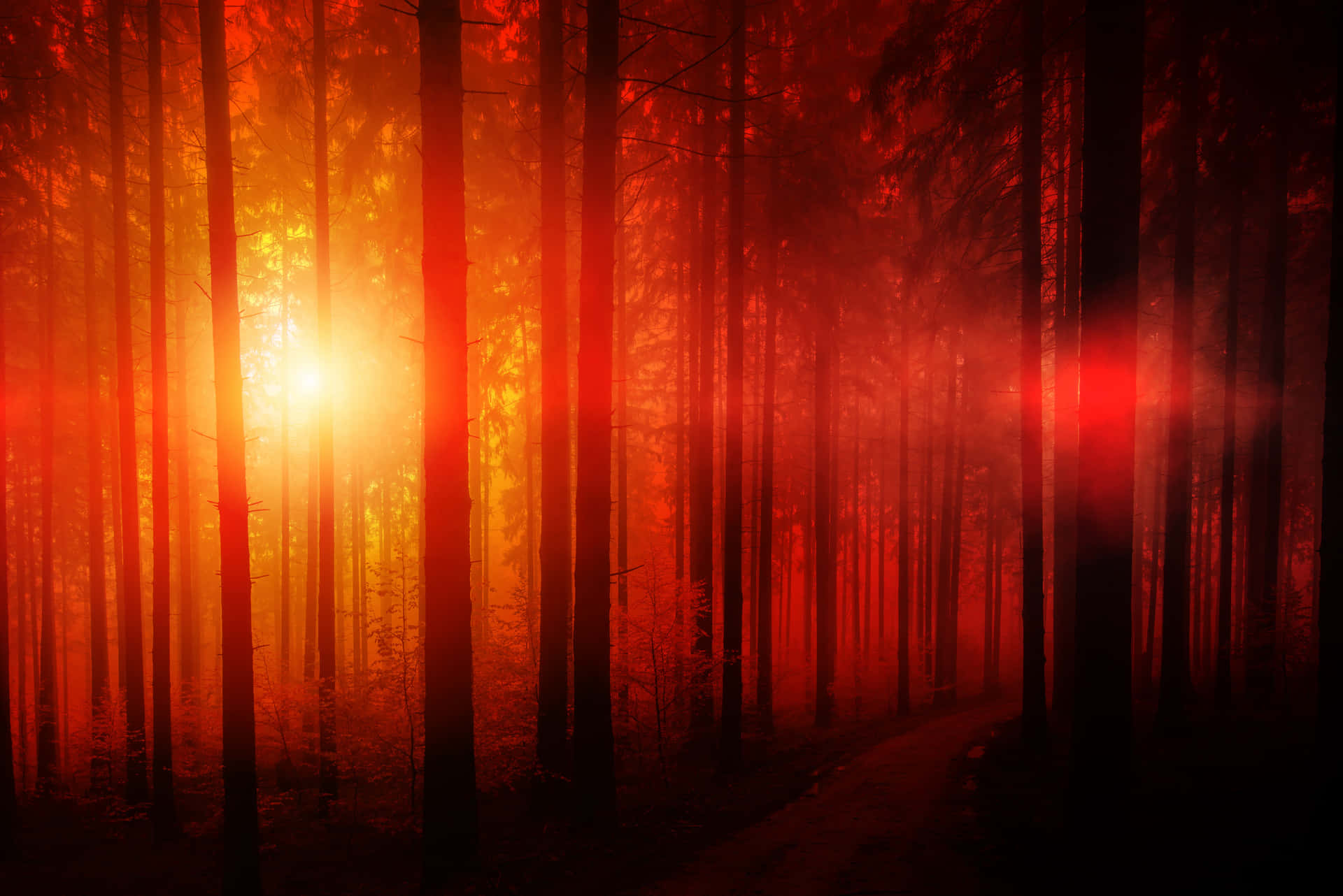 Take A Journey Through The Red Forest Background