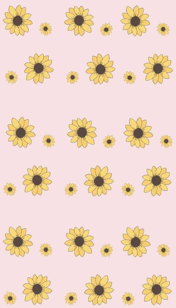 Take A Moment To Appreciate The Beauty Of A Sunflower - Or Many Sunflowers! Background