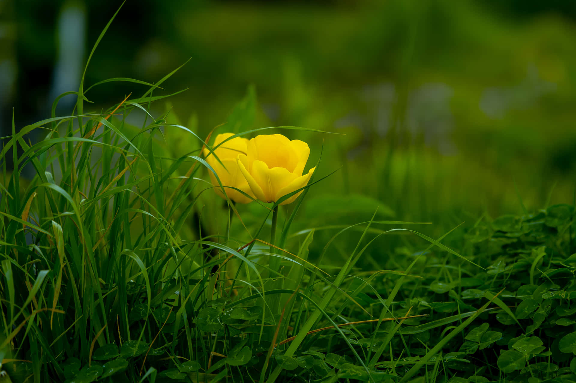 Take A Moment To Appreciate The Beauty Of Nature With This Lovely Flower Background