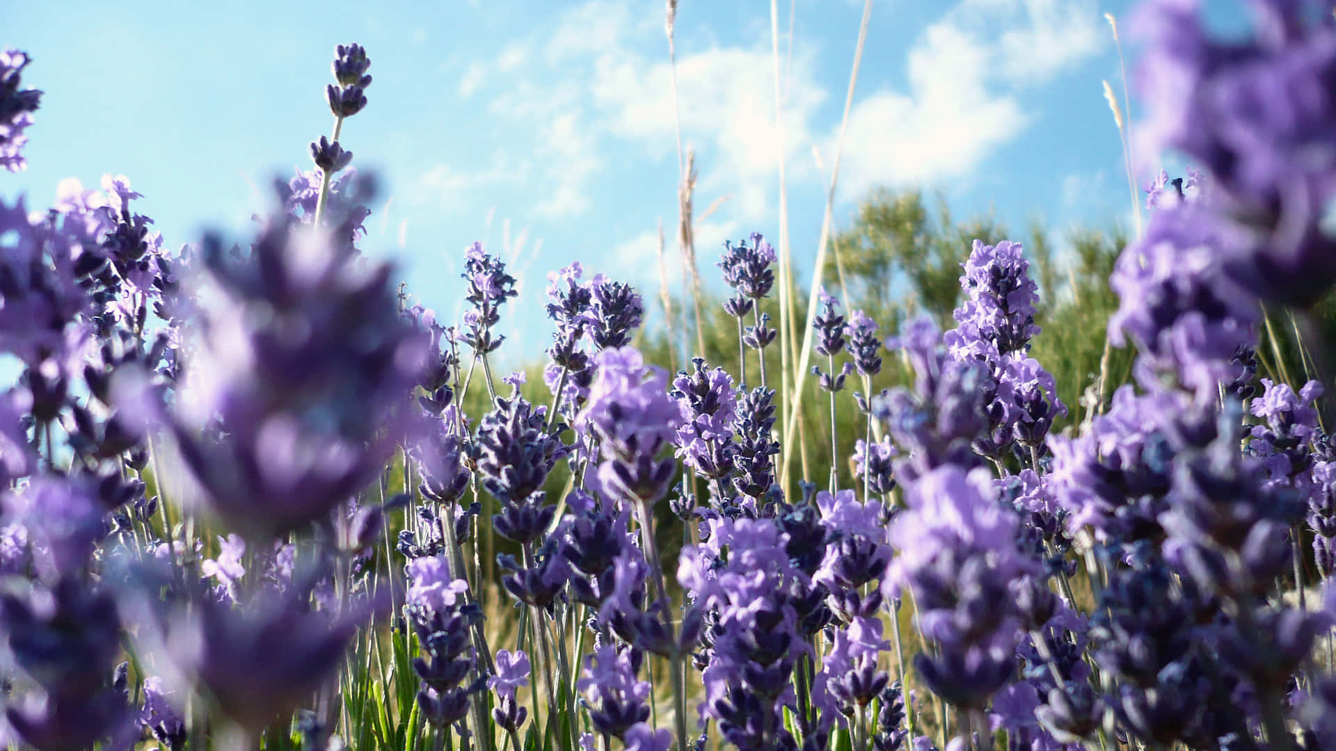 Take A Moment To Relax Amongst The Lavender Fields