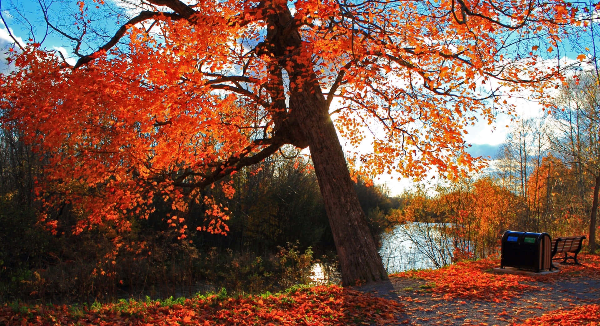 Take A Peaceful Stroll In The Breathtaking Hues Of Fall! Background