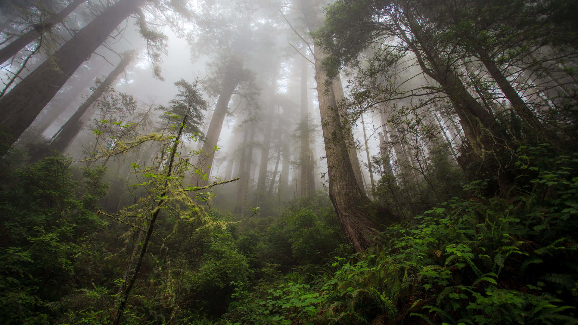 Take A Peaceful Stroll In The Lush And Serene Forest. Background