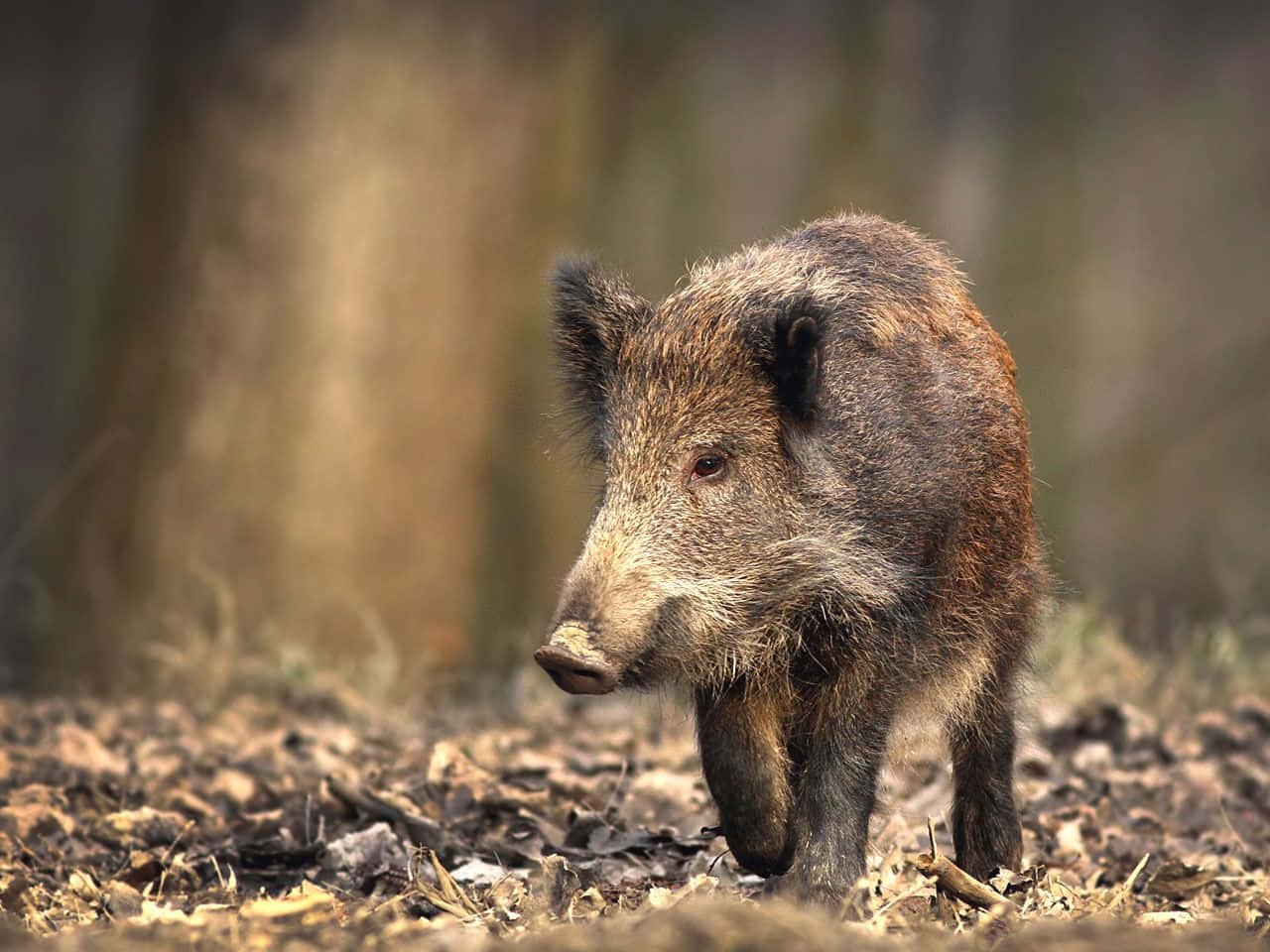 Take A Relaxing Hog Ride Through Nature