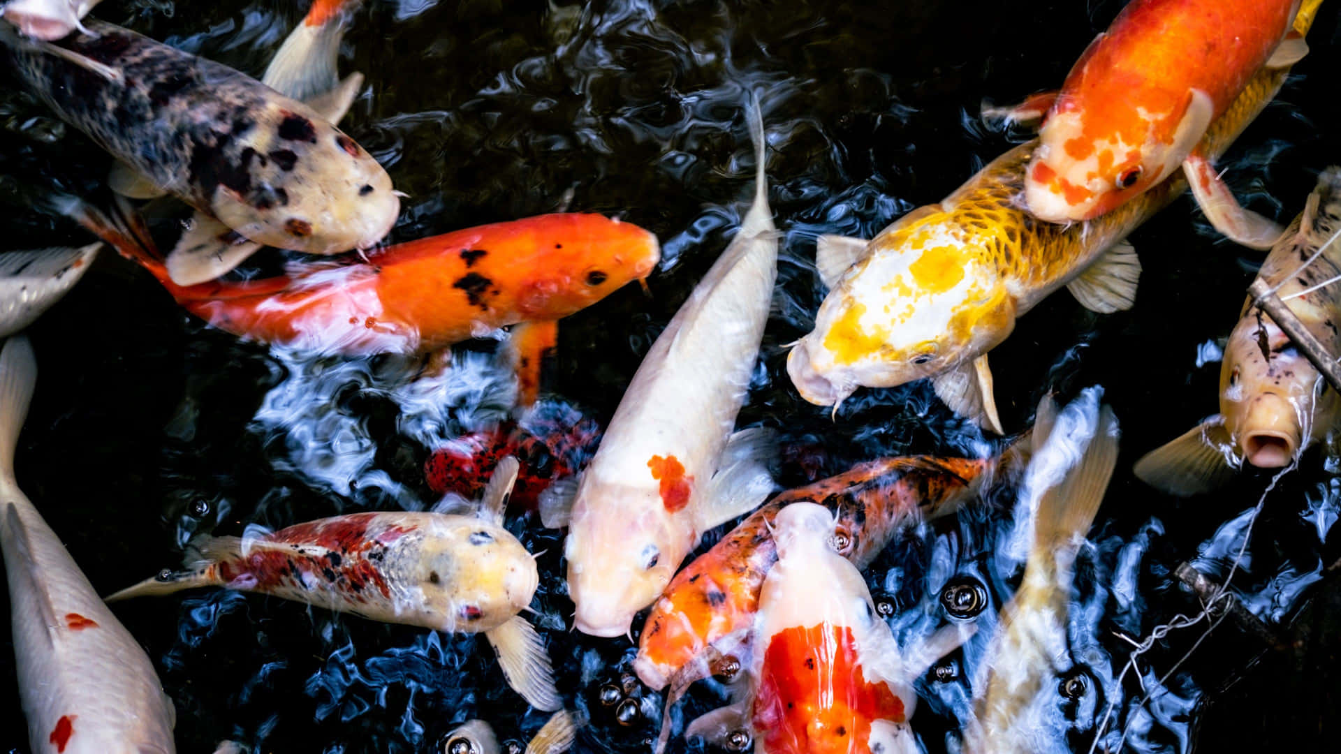 Take A Second To Appreciate The Beauty Of Live Koi Fish Background