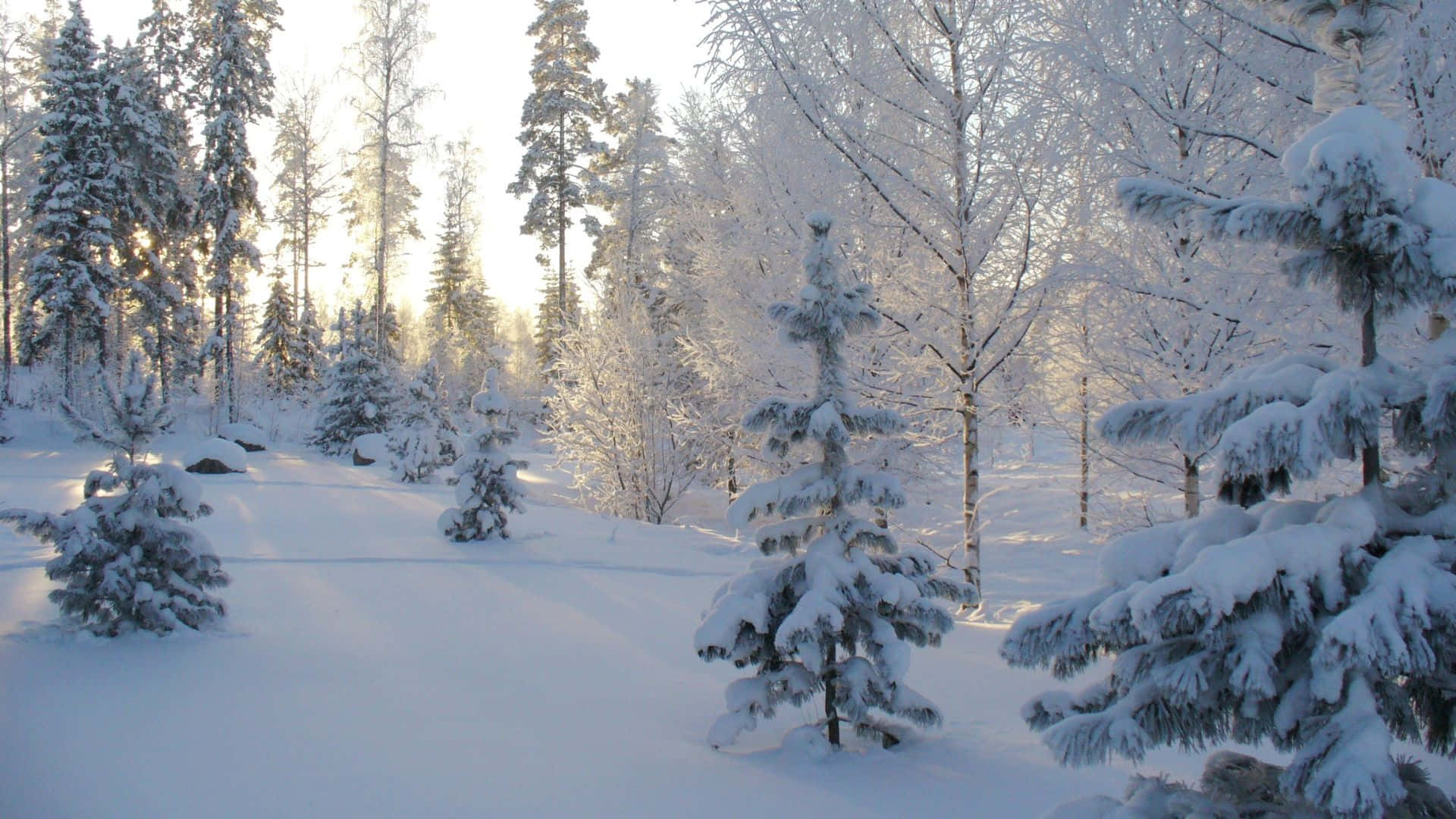 Take A Silent Stroll Through A Snowy Winter Forest Background