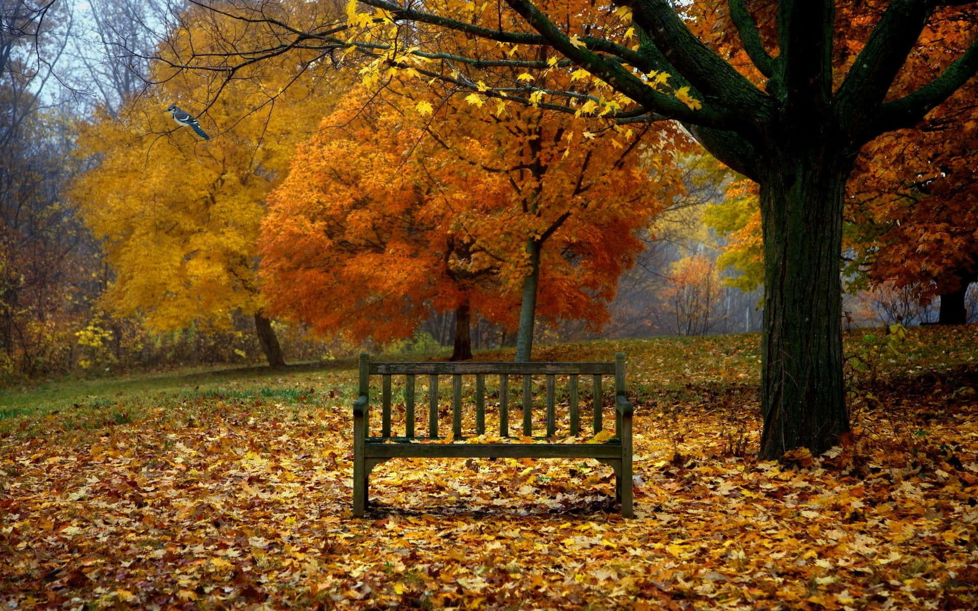 Take A Stroll And Enjoy The Beautiful Early Fall Scenery