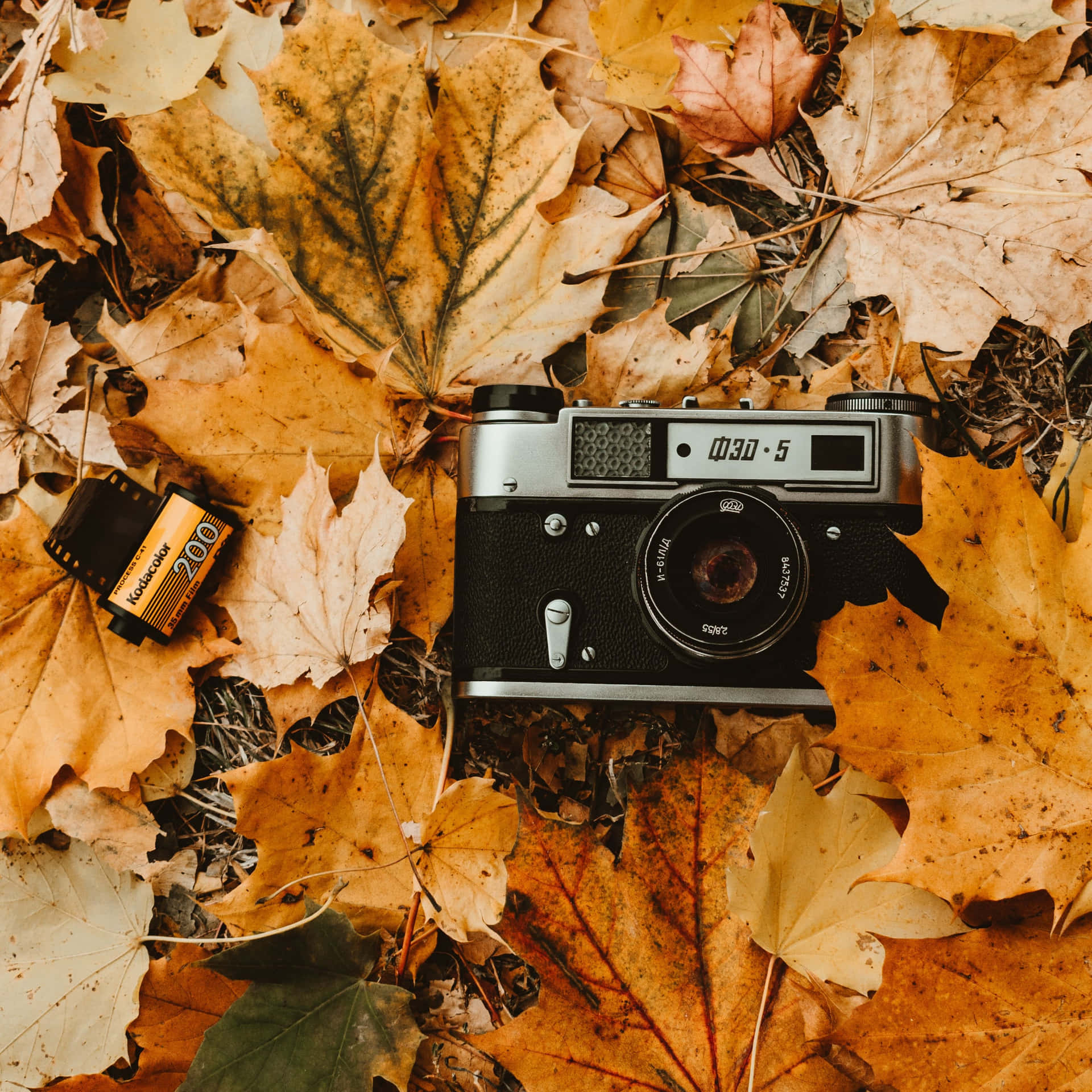 Take A Stroll Down The Golden Path Of Fall. Background