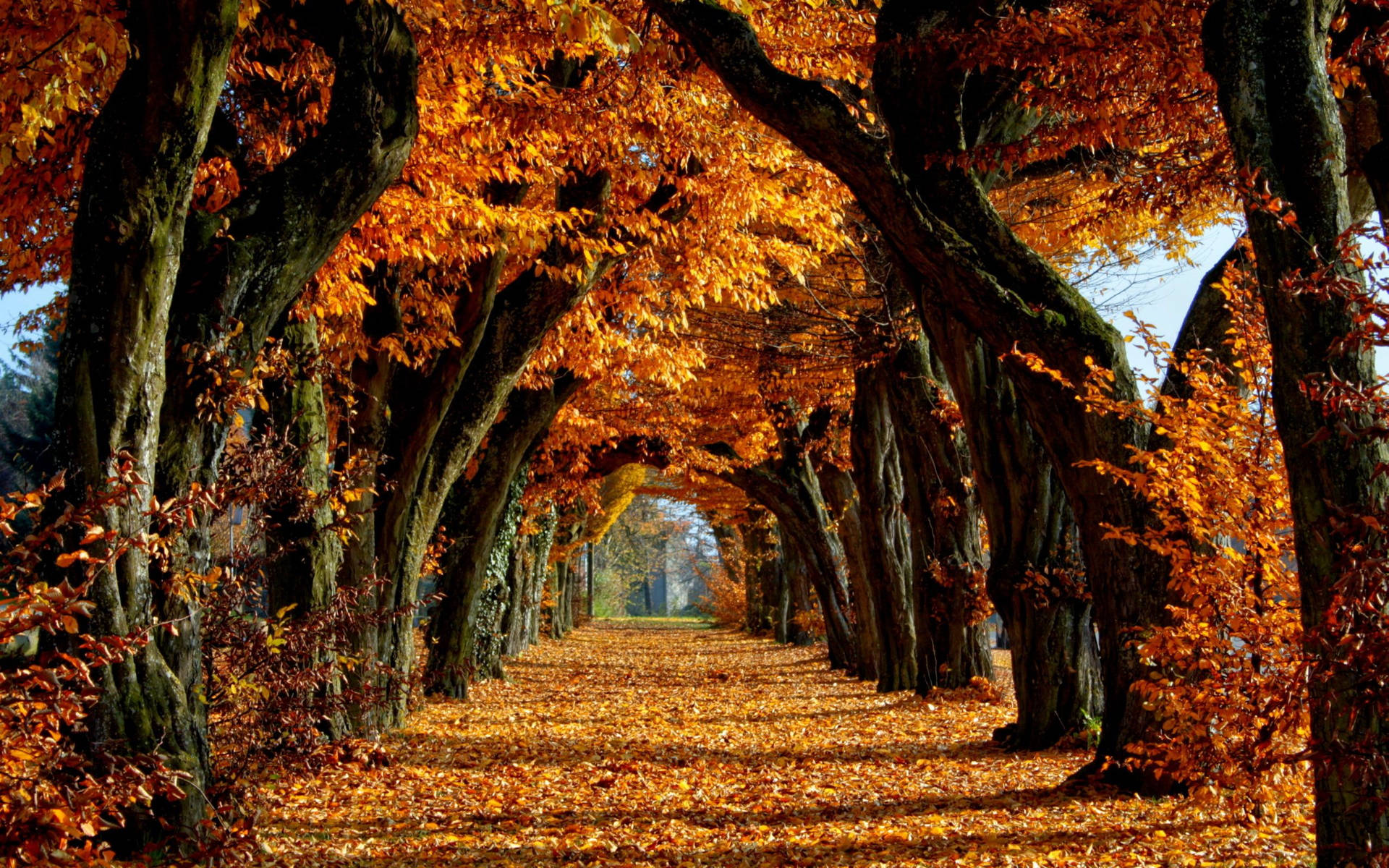 Take A Stroll Down This Tranquil Tree-lined Pathway, Lit Up By The Beauty Of Fall Background