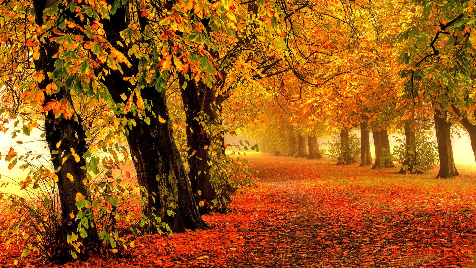 Take A Stroll During The Season Of Change Background