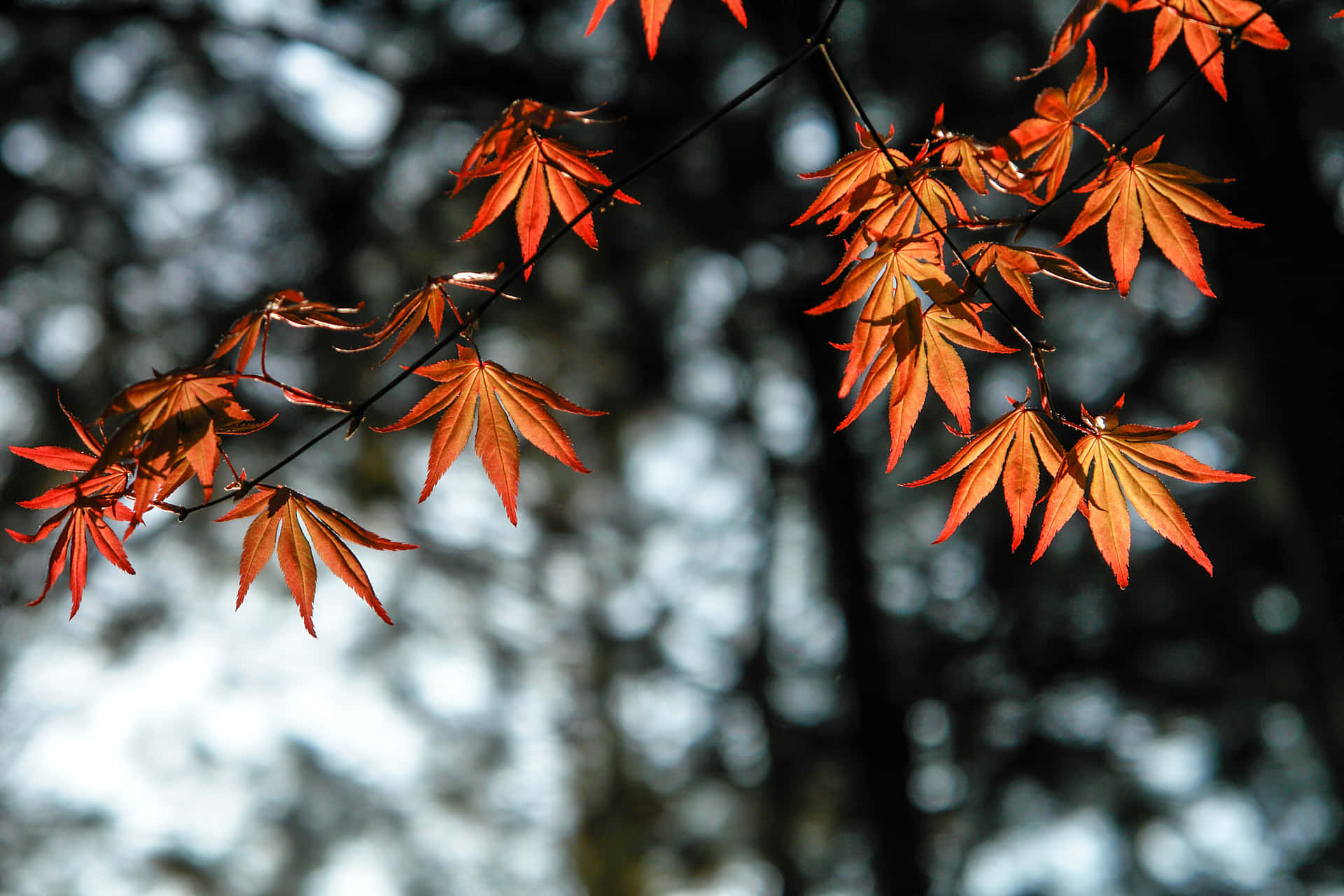 Take A Stroll In A Picturesque Autumnal Paradise Background