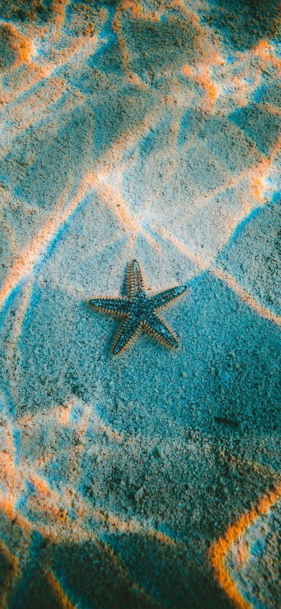 Take A Stroll Through The Crystal Waters Of The Pretty Ocean Background