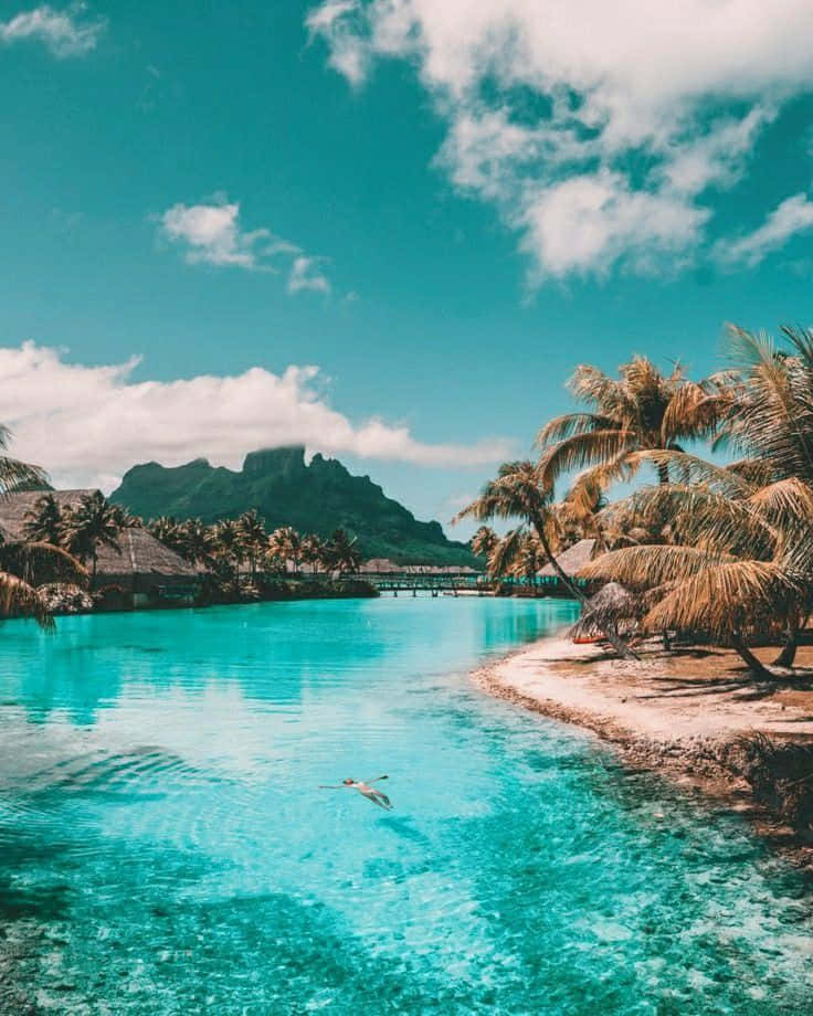 Take A Trip To Experience The Natural Wonders Of Bora Bora Background