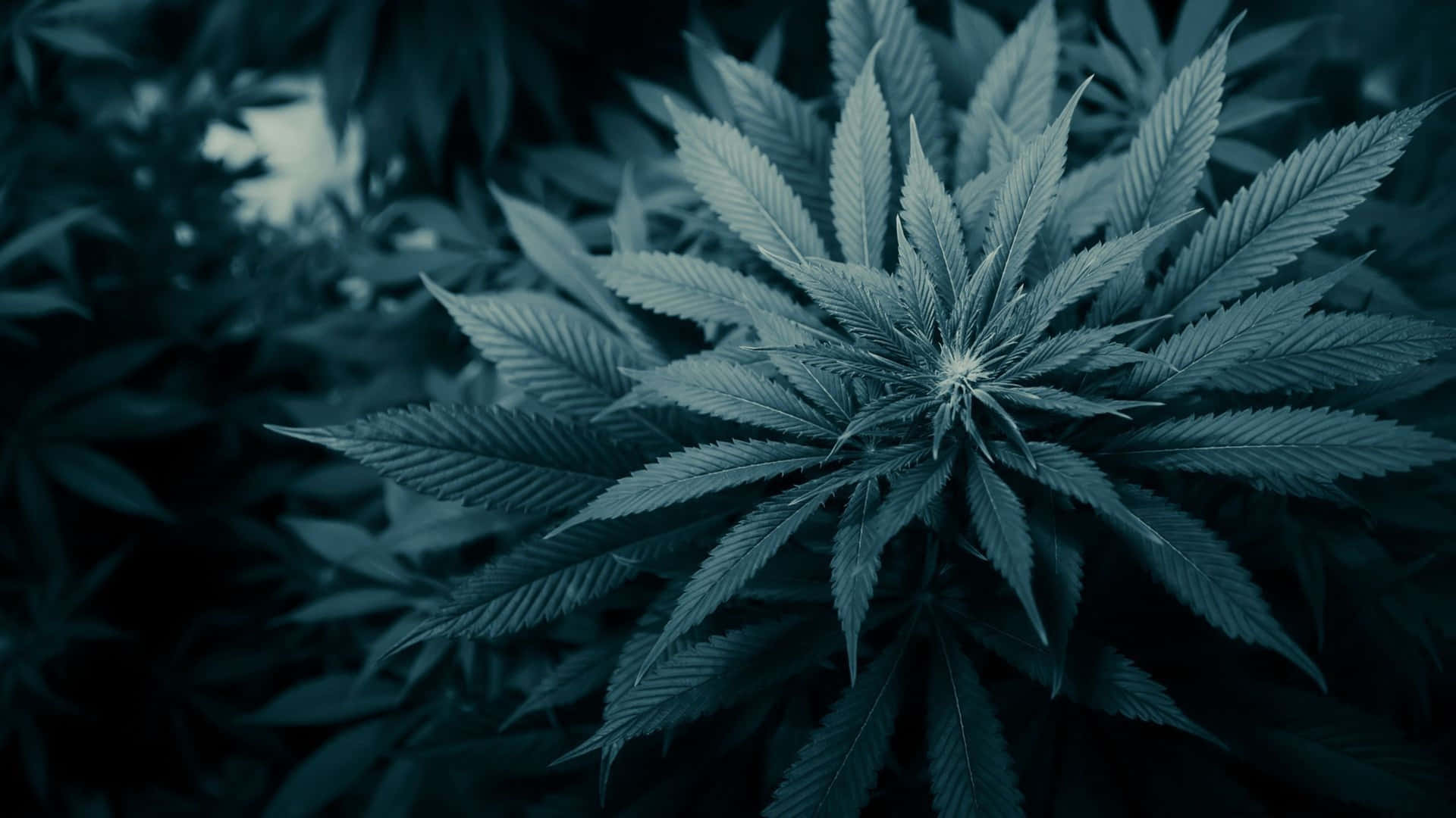Take A Trip With 4k Marijuana