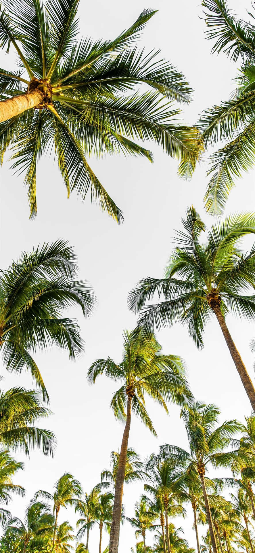 Take A Walk In The Palm Tree Paradise Background