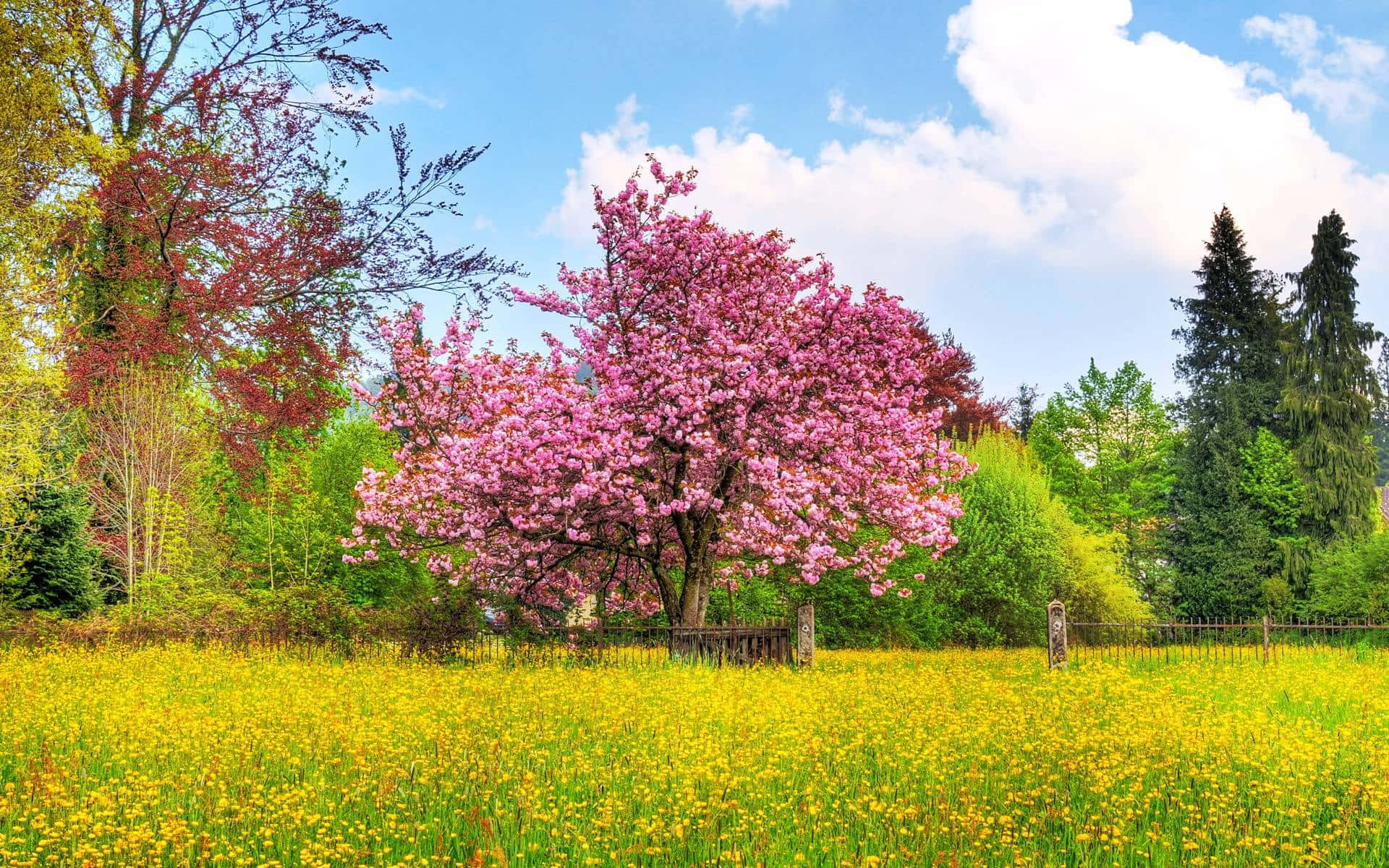 Take A Walk Through A Forest Of Majestic Pink Trees Background