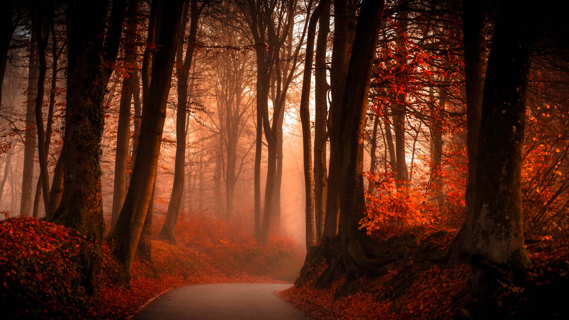 Take A Walk Through The Glowing Red Forest Background
