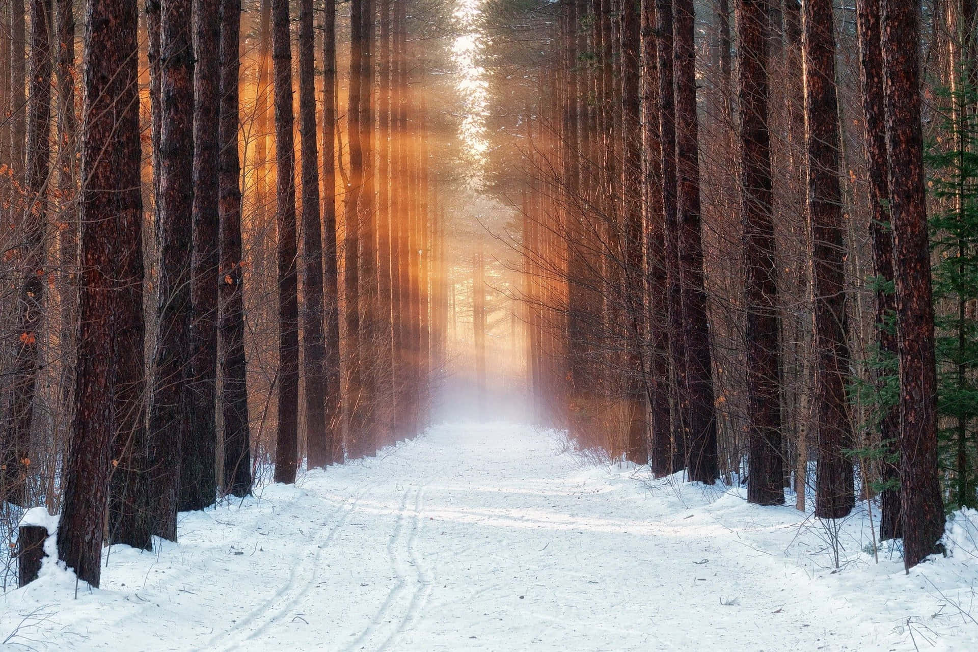 Take A Walk Through The Lush Winter Forest. Background