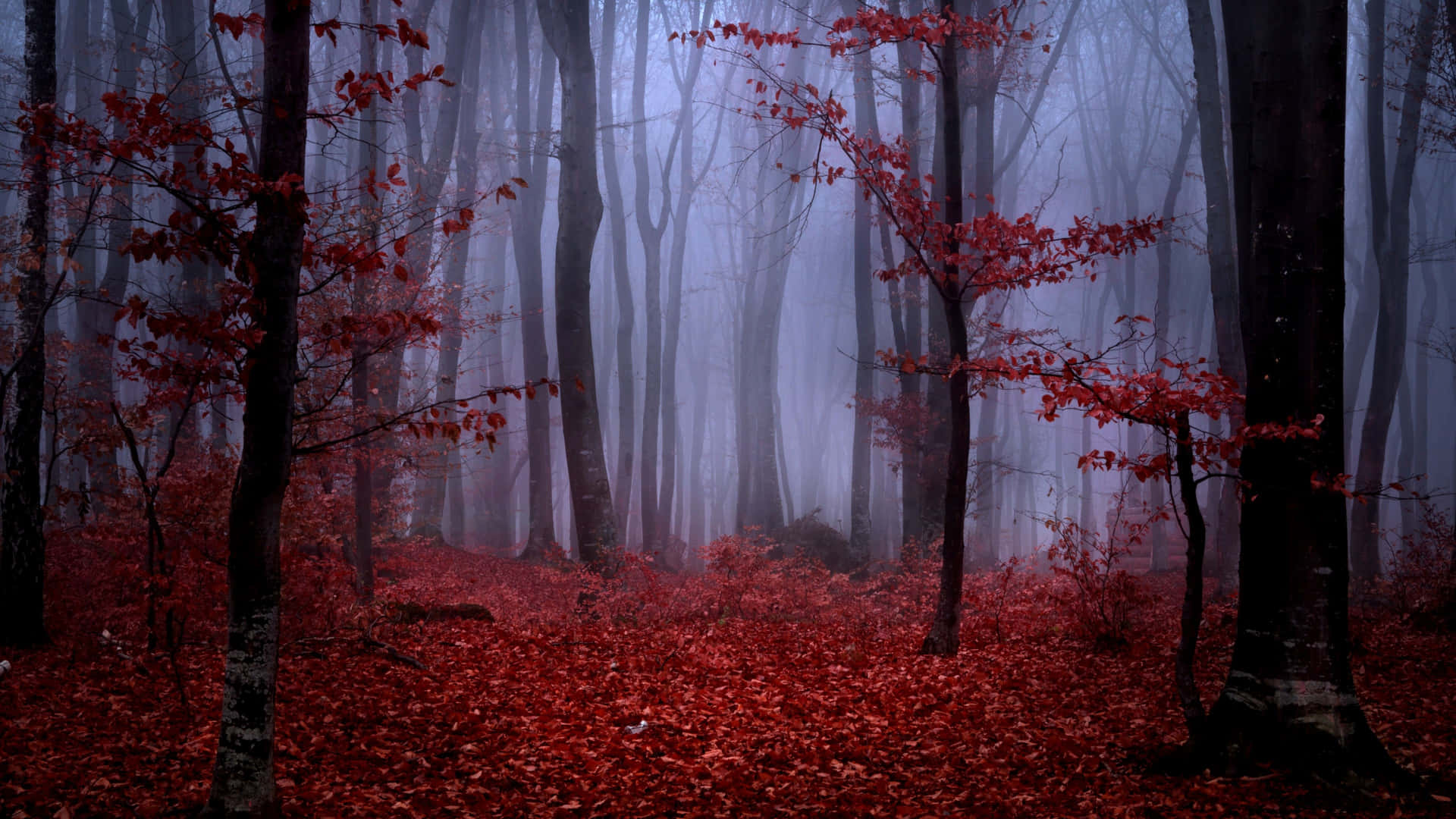 Take A Walk Through This Vibrant Red Forest Background