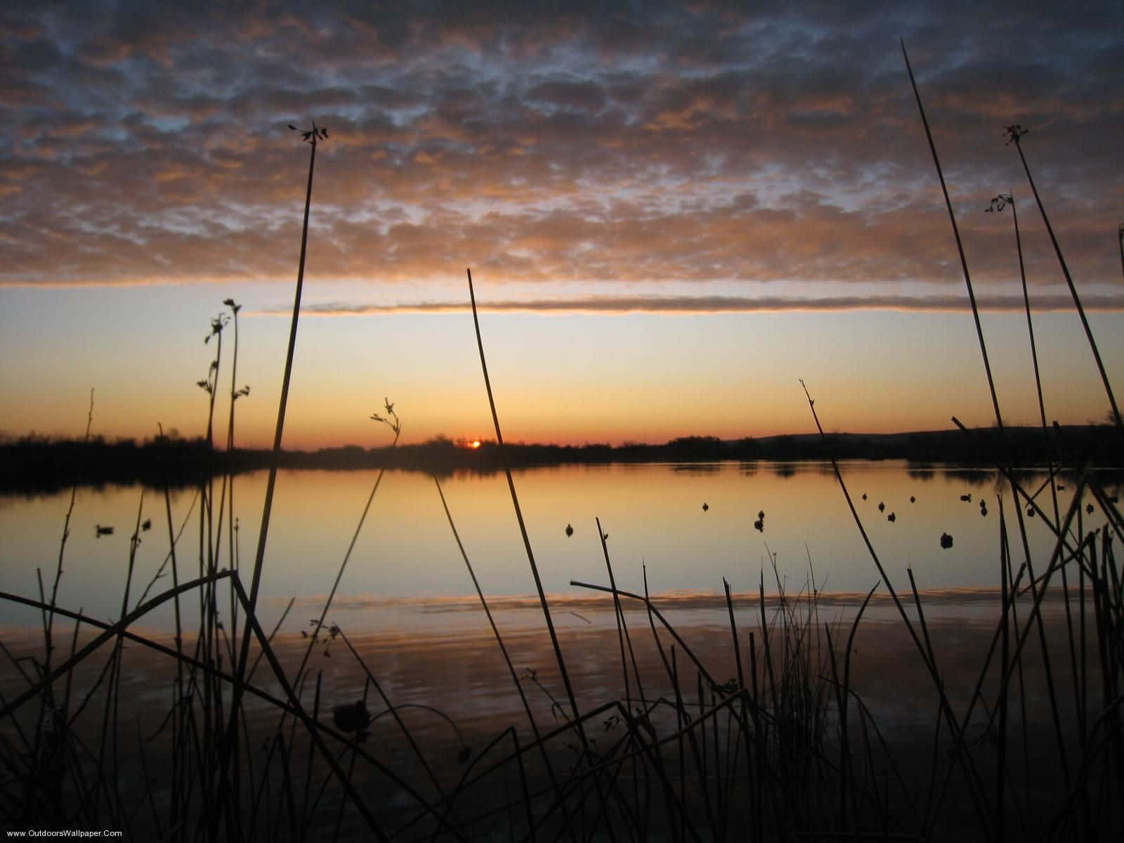 Take Aim At The Next Duck Hunting Adventure Background