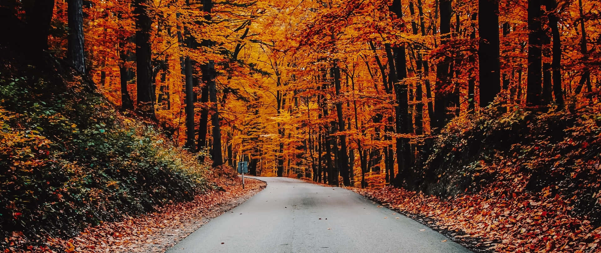 Take In A Breathtaking Fall View Of Colorful Leaves Background