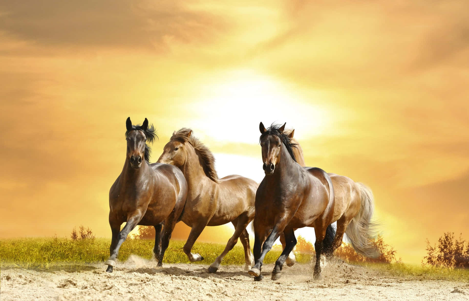 Take In The Beautiful Natural Landscape Of A Ranch Background