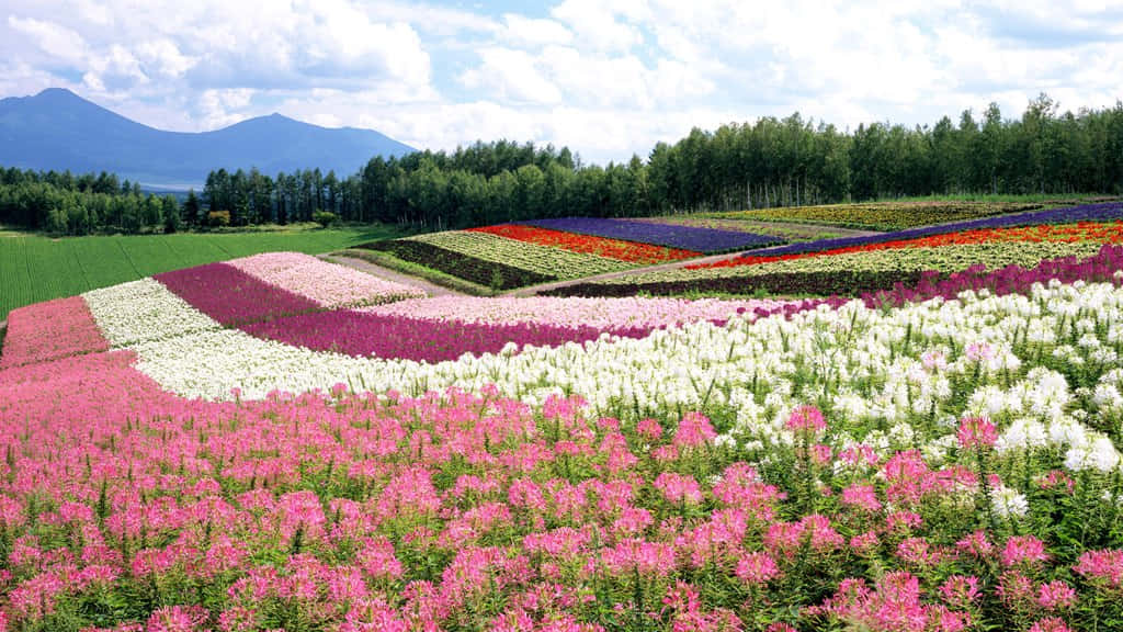 Take In The Beautiful Scenery Of Japan Background