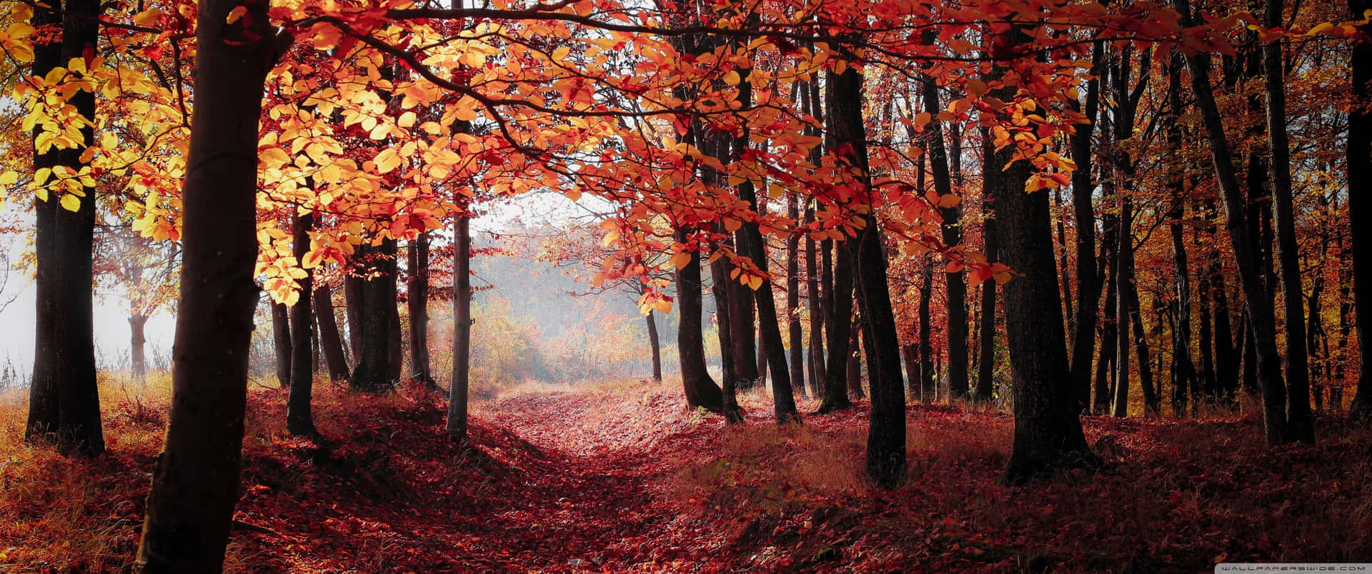 Take In The Beauty Of A Fall Landscape Background