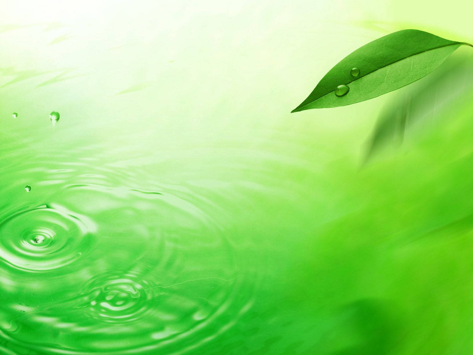 Take In The Beauty Of A Leaf Floating On The Vibrant Green Waters. Background