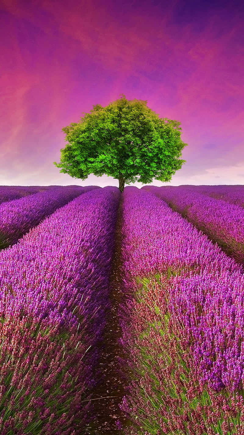 Take In The Beauty Of A Picturesque Lavender Field Background
