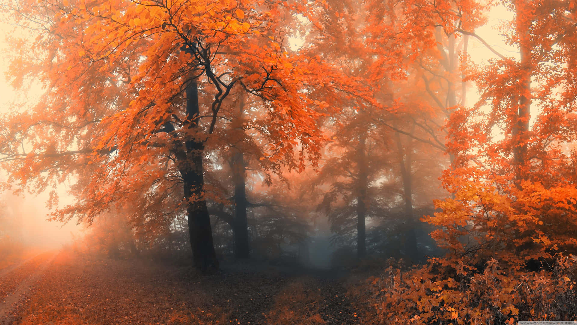 Take In The Beauty Of Autumn With This Breathtaking 3840 X 2160 Photograph. Background
