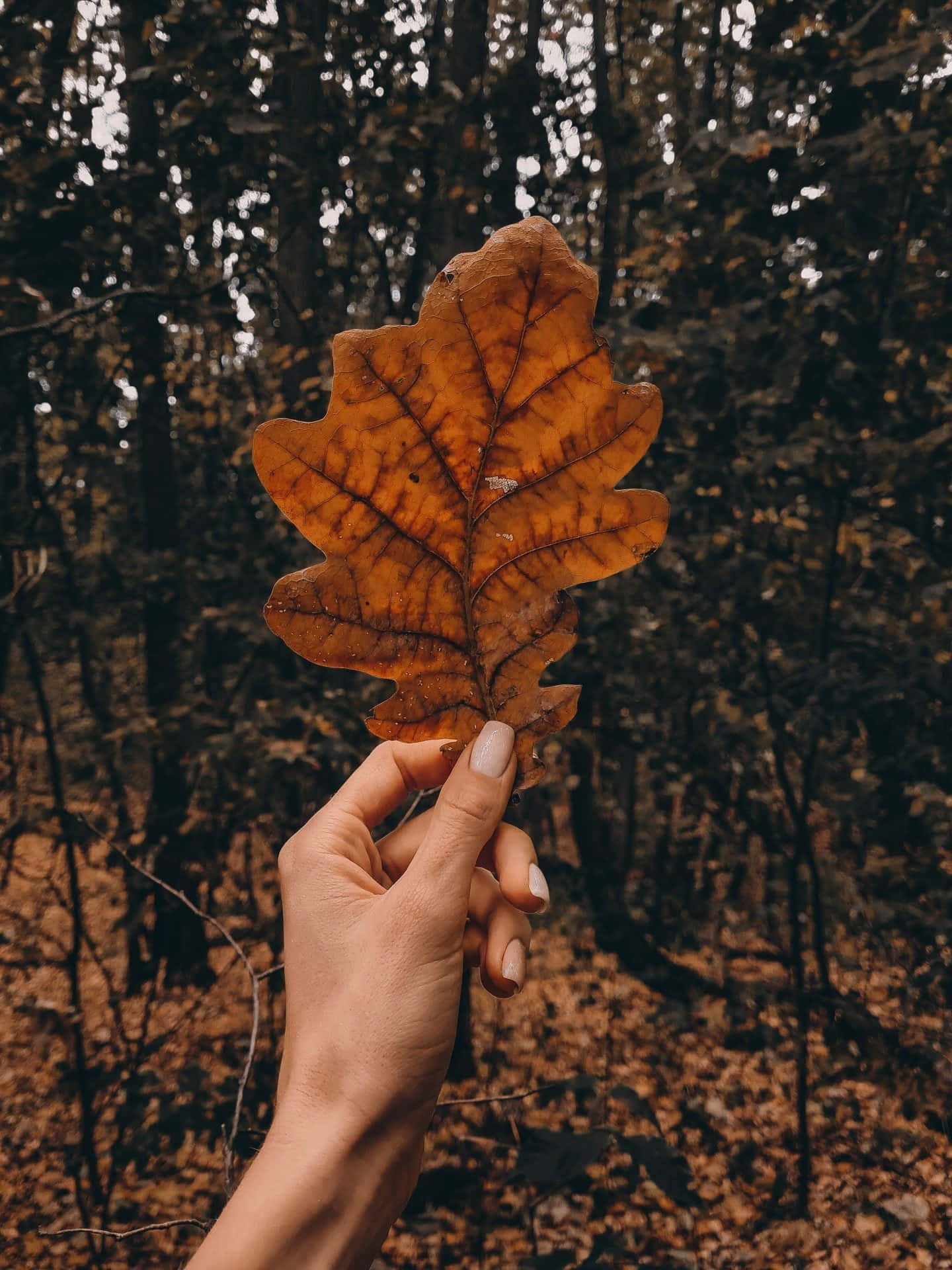 Take In The Beauty Of Fall With The Vibrant Colors Of Autumn Leaves