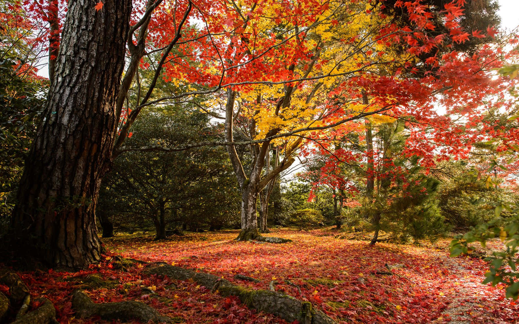 Take In The Beauty Of Fall With This Colorful Autumn Landscape Background