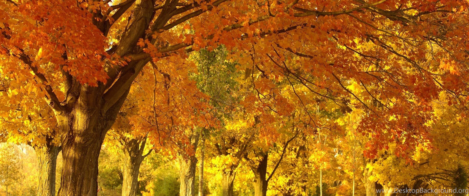 Take In The Beauty Of Fallen Orange Leaves Background