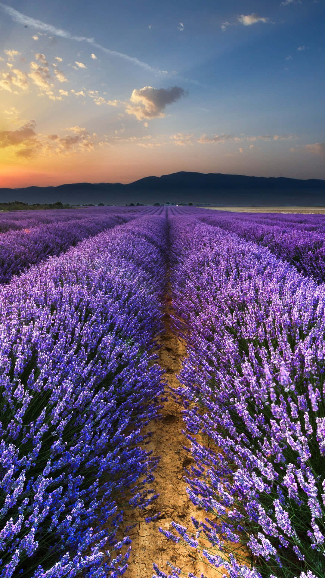 Take In The Beauty Of Lavender Fields