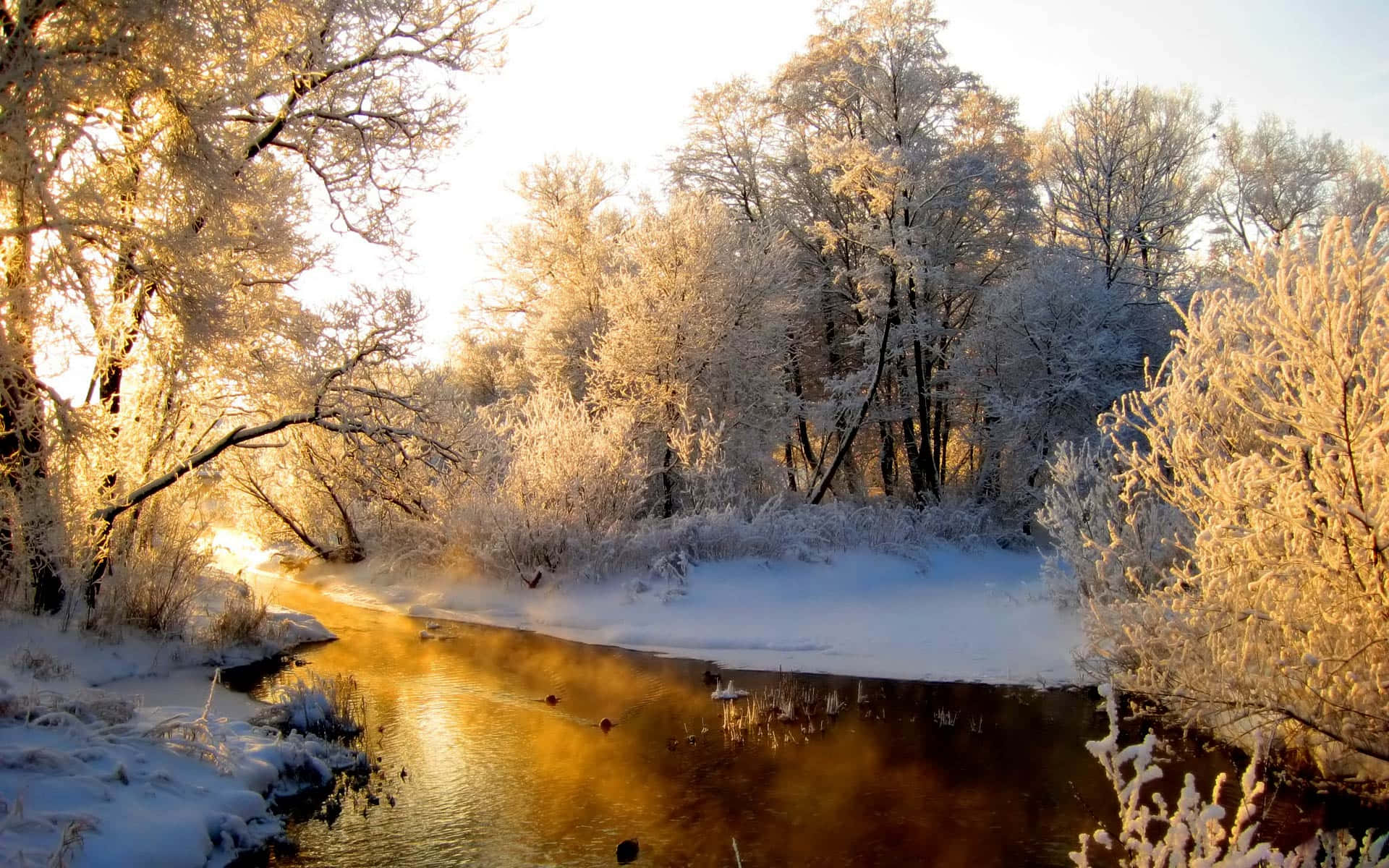 Take In The Beauty Of Nature In A Winter Forest Background