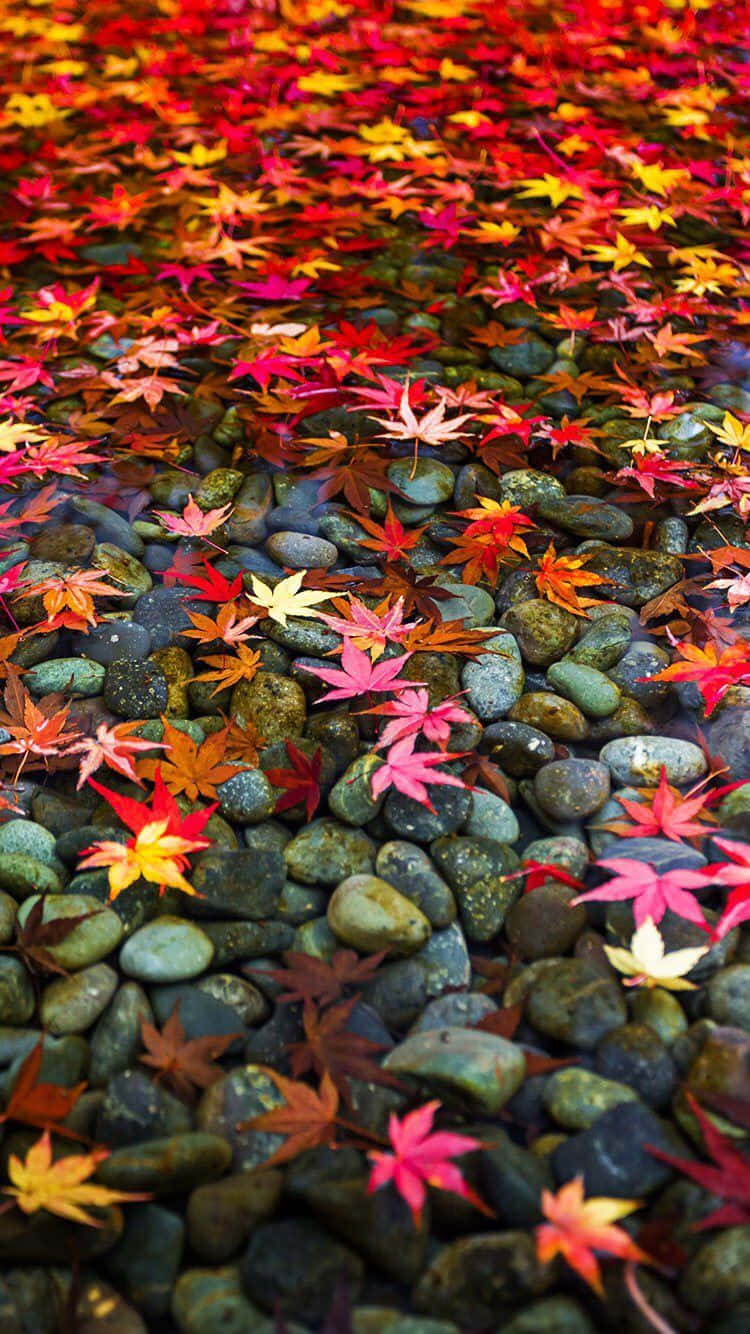 Take In The Beauty Of You Autumn Surroundings. Background